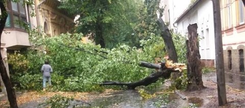 Megjött a vihar: fákat tépett ki a szél Nógrád megyében