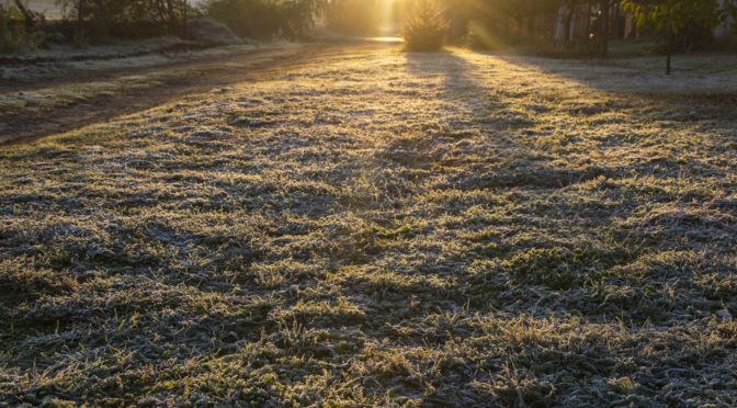 Az első igazi fagy, kerti finomságaink halála