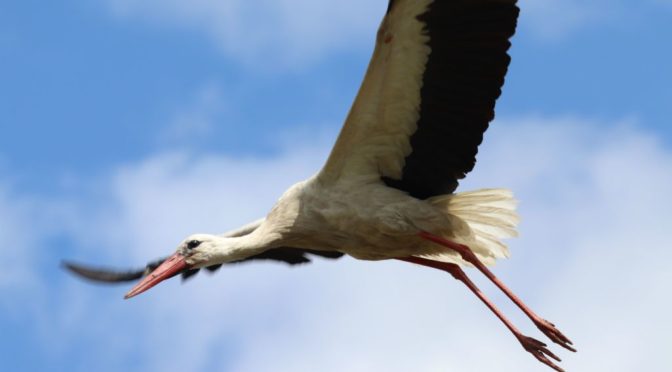Megérkeztek az első gólyák Afrikából, a klímaváltozás okolható a korai időpontért