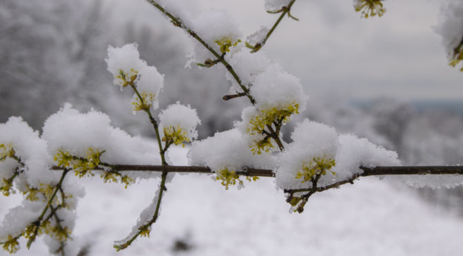 Tél a tavaszban, egy reggeli séta a havas Cserhátban